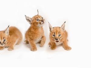 Tiny, Caracal, Three