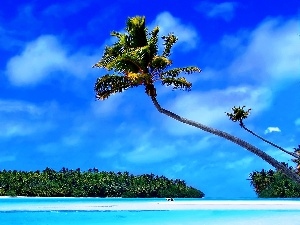 Palms, Caribbean, sea