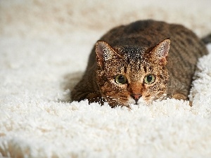 White, carpet, cat