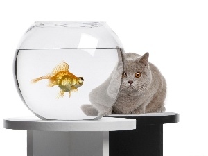 cat, Fish, aquarium, Orb