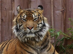 dangerous, cat, tiger