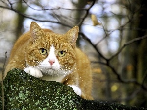 ginger, cat, lurking