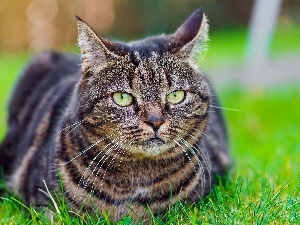 lined, cat, Gray