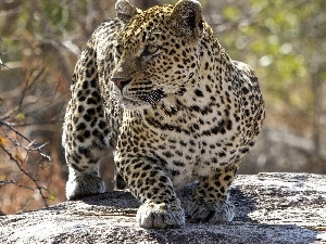 Leopards, lurking