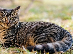 striped, cat, Gray