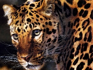 wild, cat, Leopards