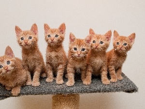 Redheads, cats, six