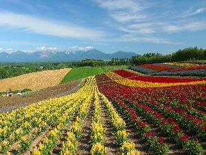 cultivation, Celozji, Field