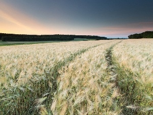 cereals, forest, west, cultivation, sun