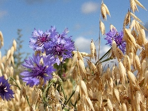 Ears, cereals, cornflowers