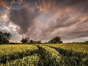 Field, cereals, clouds