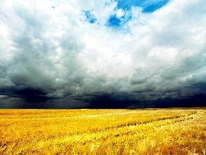 field, cereals, clouds