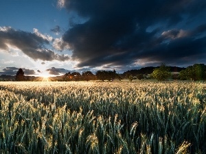 field, cereals, clouds