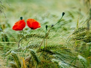 cereals, papavers