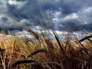 cereals, Ears, Sky, clouds