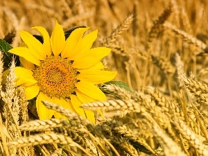 cereals, Sunflower