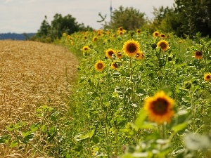 cereals, Nice sunflowers, Lany