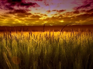 cereals, Ears, west, sun