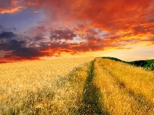 cereals, field, west, sun