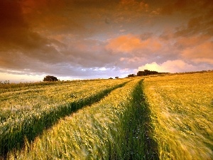 cereals, field, west, sun