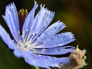 endive, traveller, Blue