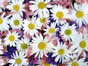 chamomile, cornflowers, color, common, Flowers