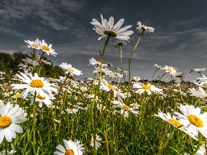 daisy, Flowers