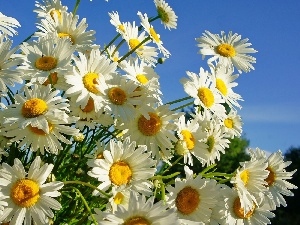 chamomile, Flowers