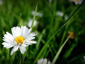 grass, daisy, Meadow