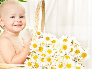 chamomile, Flowers, Kid, basket