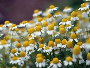 Meadow, Chamomile Common