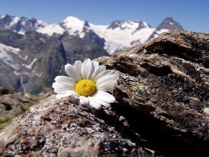 Daisy, Mountains