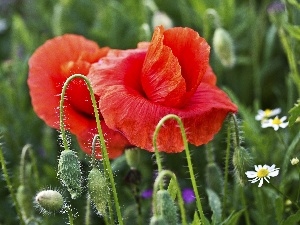 papavers, chamomile, Red