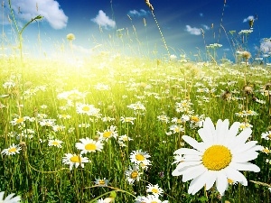 chamomile, Meadow, rays, sun
