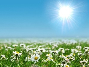 sun, chamomile, rays