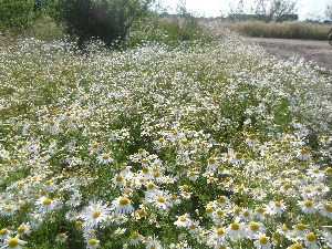 tracts, chamomile, Meadow