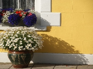 chamomile, lobelia, Window, pots