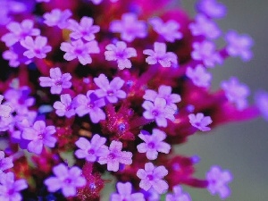 change, Flowers, Verbena garden