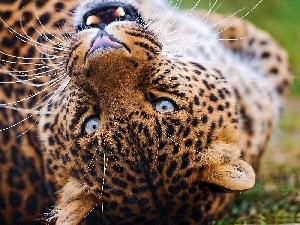 Leopards, lying