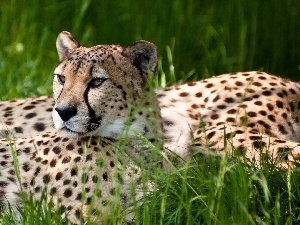 Cheetah, resting