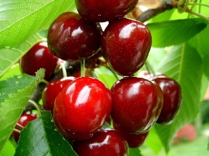 cherries