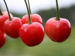 cherries, maturing
