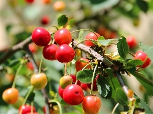 cherries, maturing