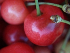 Red, cherries, Mature