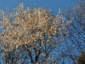 cherry, Blossoming