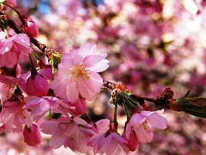 trees, cherry, flourishing