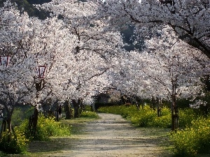 cherry, viewes, Way, trees