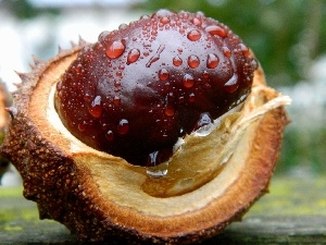 chestnut, fruit