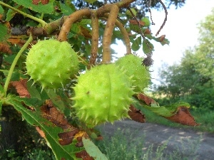 Fruits, chestnut, maturing