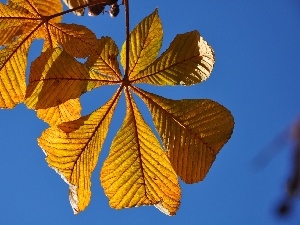 chestnut, Leaf
